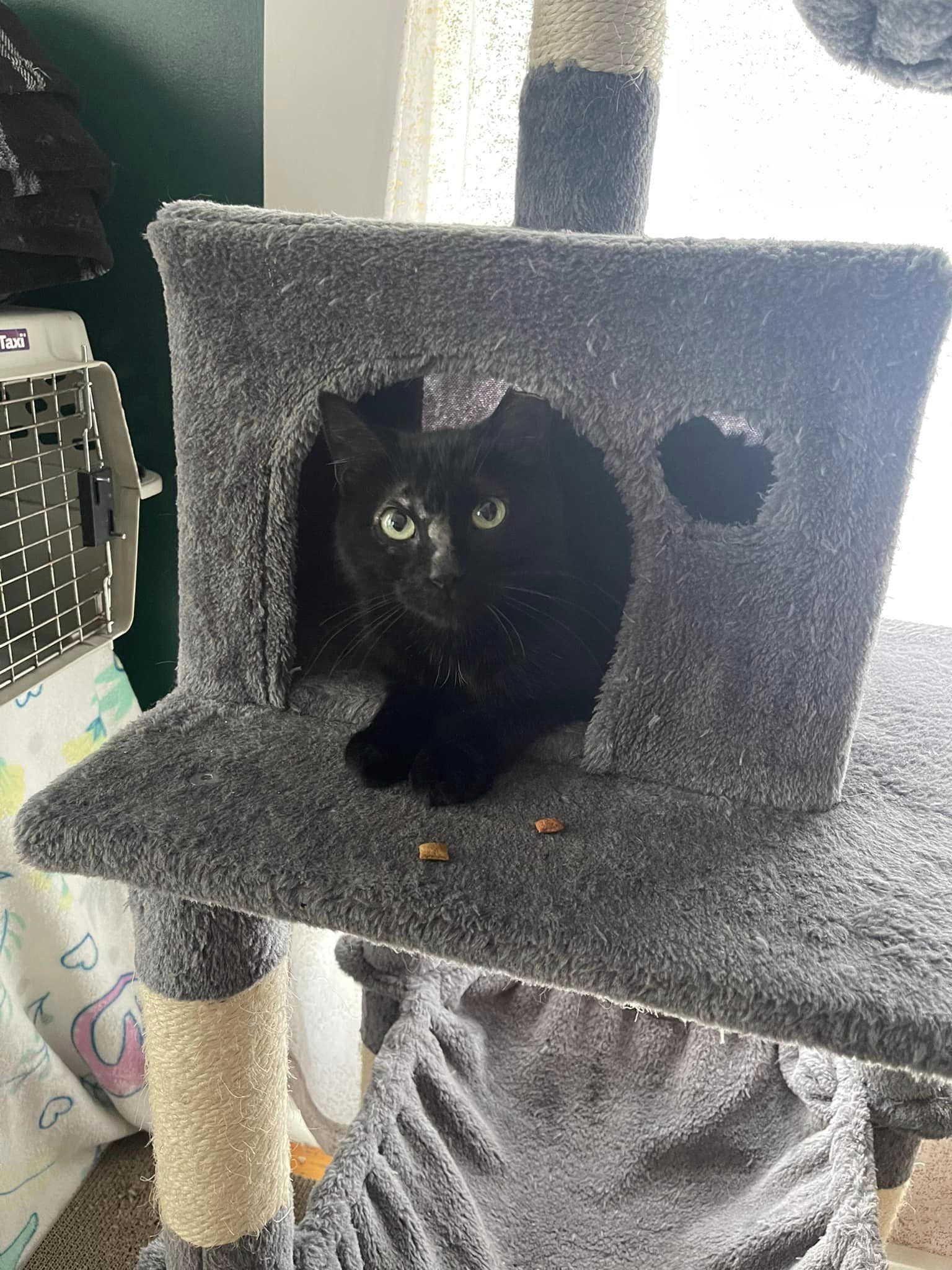 Momma Diamond (Indoor/Outdoor, Barn Cat), a Adopted Domestic Short Hair in Heath, OH image 1/3