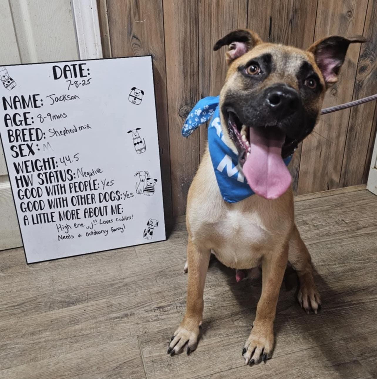 Jackson, Adoptable, Young Male German Shepherd Dog.