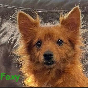 Enlarge Foxy, a Adoptable mixed breed in Palm Harbor, FL image 5/6