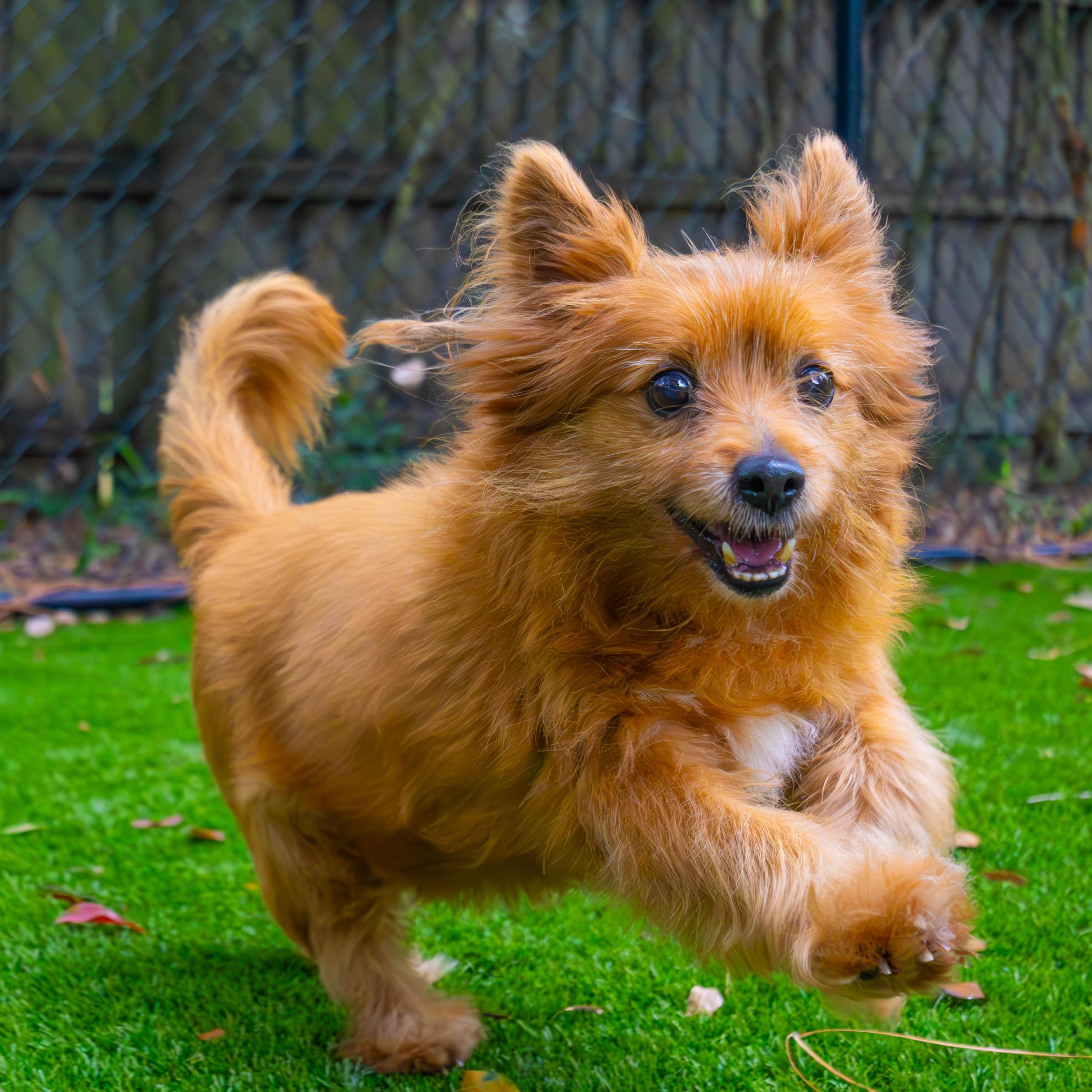 Enlarge Foxy, a Adoptable mixed breed in Palm Harbor, FL image 1/6