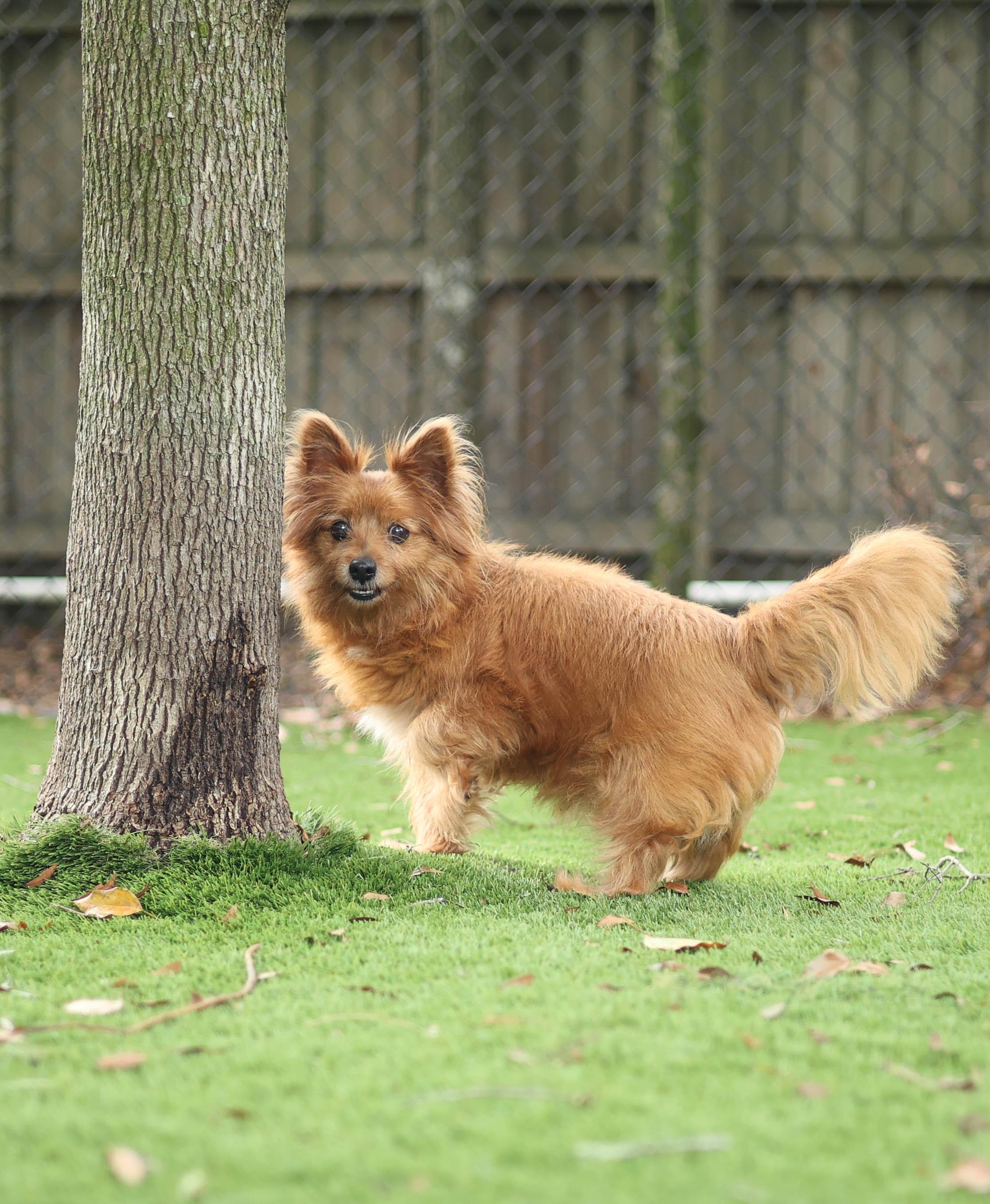 Enlarge Foxy, a Adoptable mixed breed in Palm Harbor, FL image 6/6