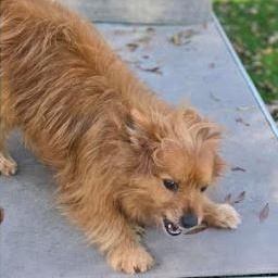 Enlarge Foxy, a Adoptable mixed breed in Palm Harbor, FL image 4/6