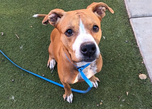 SADIE, Adoptable, Adult Female Pit Bull Terrier & Mixed Breed.