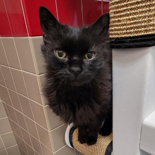 Enlarge Midnight -- Bonded Buddy With Garth, a Adoptable mixed breed in Des Moines, IA image 1/2