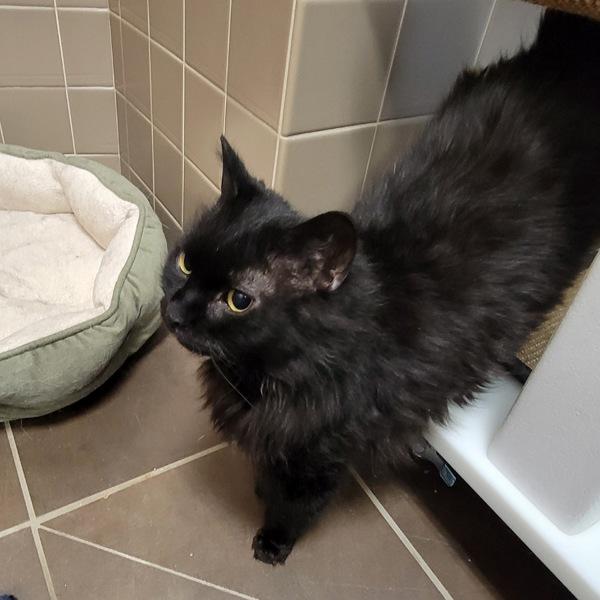 Enlarge Midnight -- Bonded Buddy With Garth, a Adoptable mixed breed in Des Moines, IA image 2/2