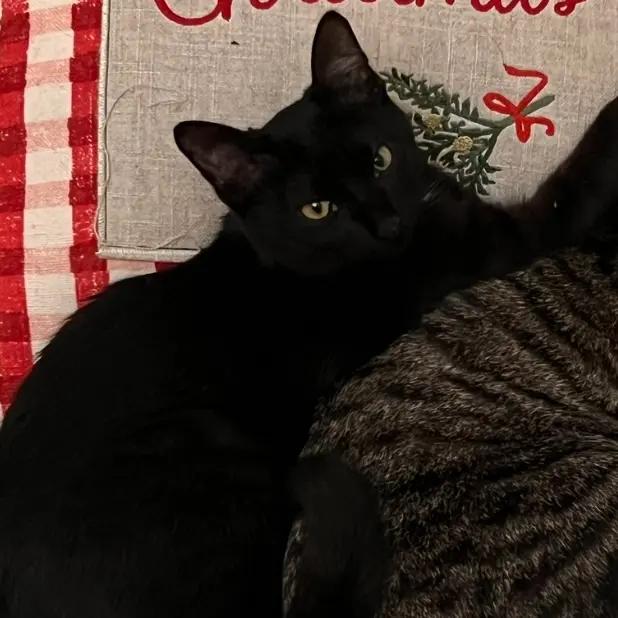 Barrell, Adoptable, Young Male Domestic Short Hair.