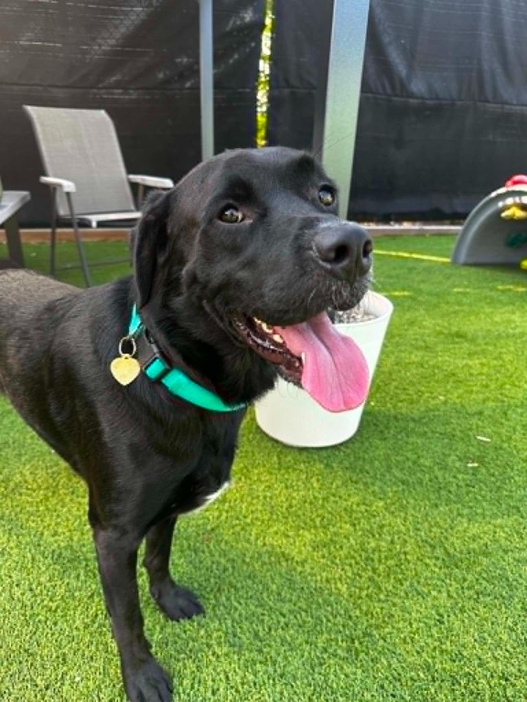 Nugget, Adoptable, Adult Male Labrador Retriever.