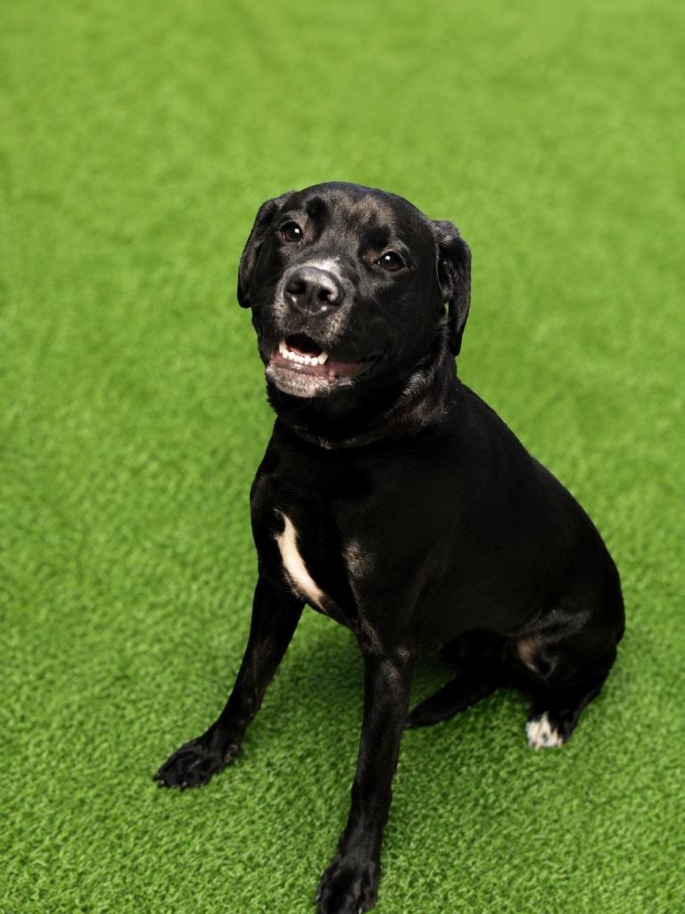 Enlarge Nugget, a Adoptable mixed breed in Detroit, MI image 2/6