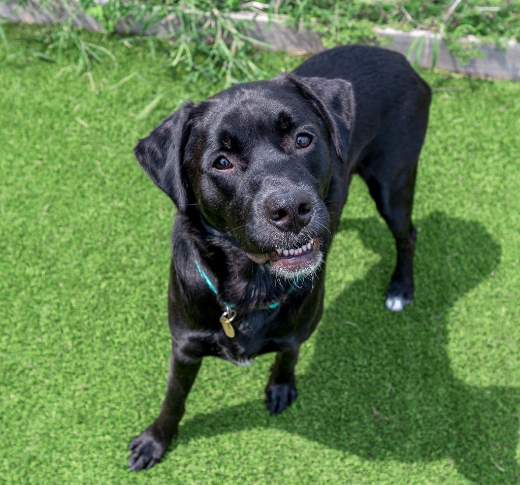 Enlarge Nugget, a Adoptable mixed breed in Detroit, MI image 5/6