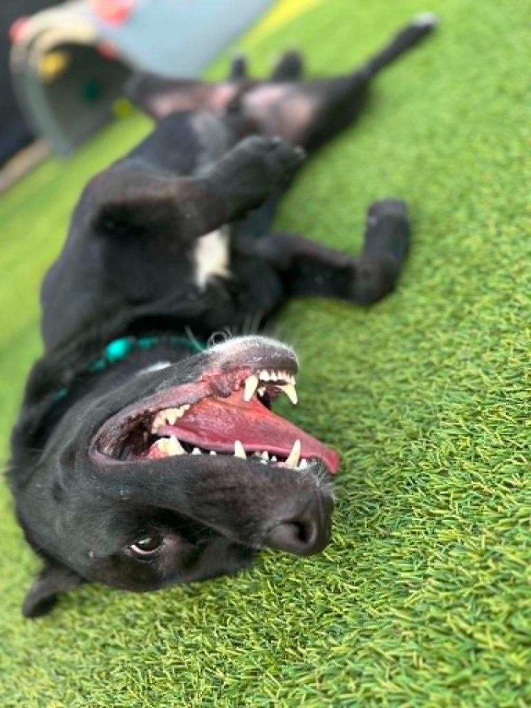 Enlarge Nugget, a Adoptable mixed breed in Detroit, MI image 6/6