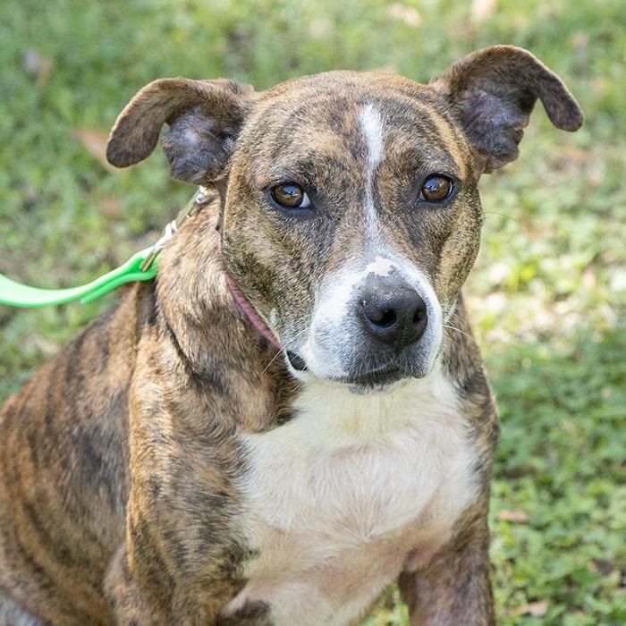 Jupiter, a ADOPTABLE Terrier in Slidell, LA image 1/3