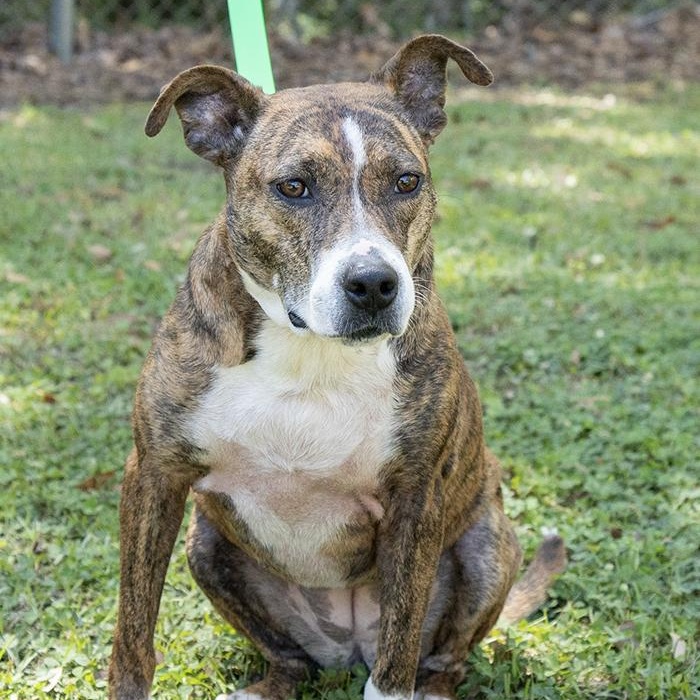 Jupiter, a ADOPTABLE Terrier in Slidell, LA image 2/3