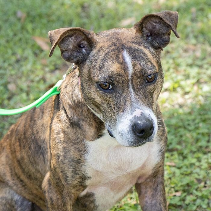 Jupiter, a ADOPTABLE Terrier in Slidell, LA image 3/3