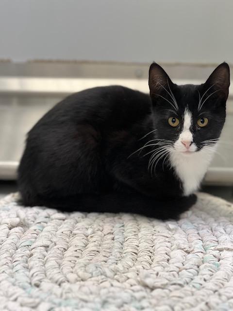 Enlarge Lana / 61944573, a Adoptable Domestic Short Hair in Elko, NV image 1/1