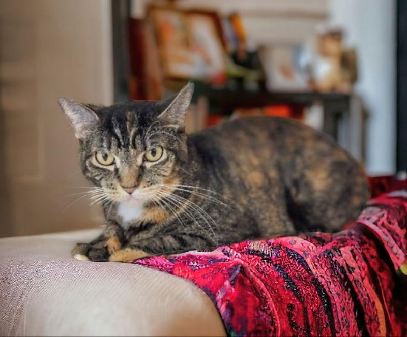 Areo, Adoptable, Young Female Torbie.