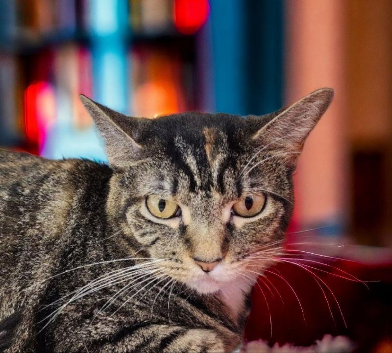 Areo, Adoptable, Young Female Torbie.
