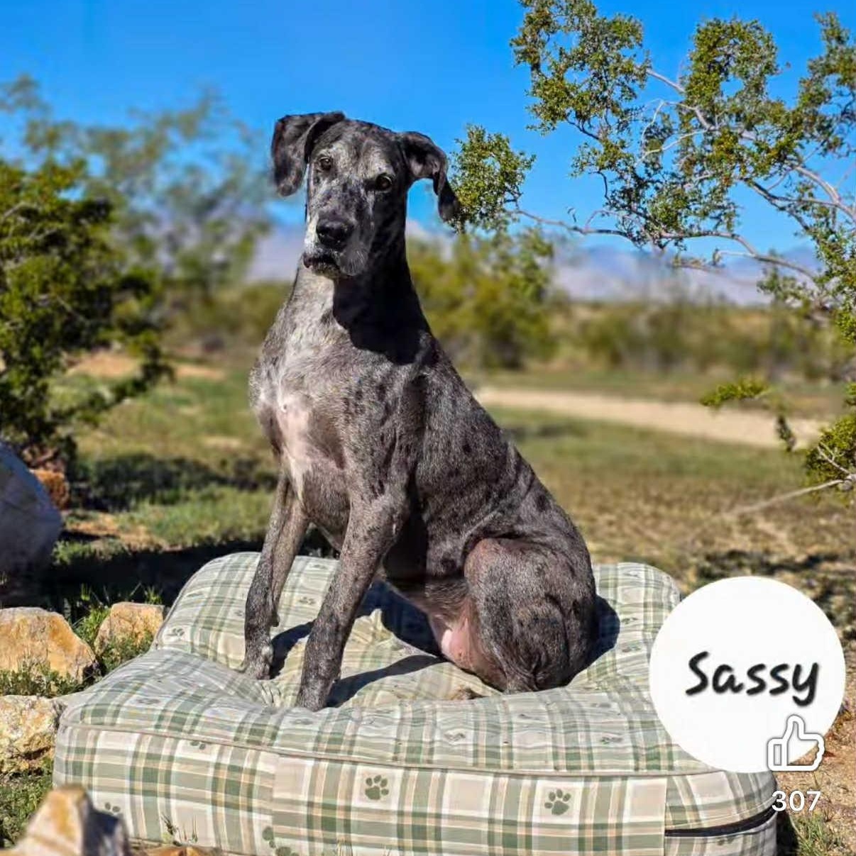 Enlarge Sassy, a Adoptable Great Dane in Tehachapi, CA image 2/3