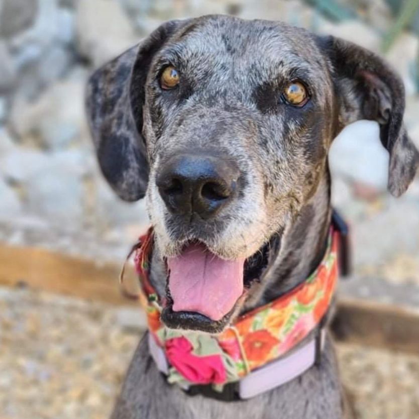 Enlarge Sassy, a Adoptable Great Dane in Tehachapi, CA image 1/3
