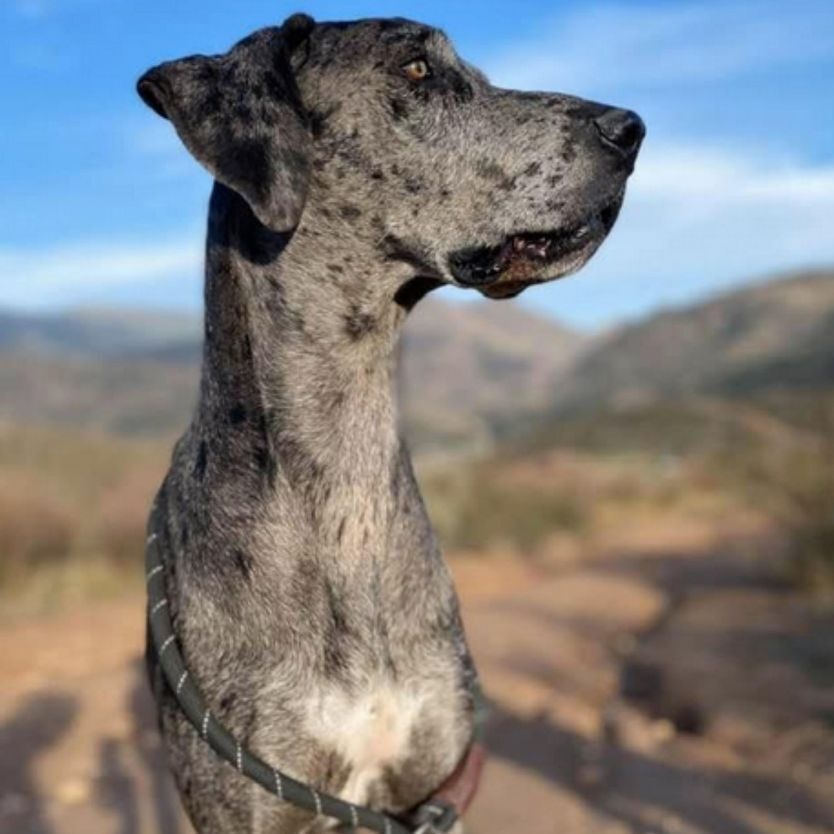 Enlarge Sassy, a Adoptable Great Dane in Tehachapi, CA image 3/3