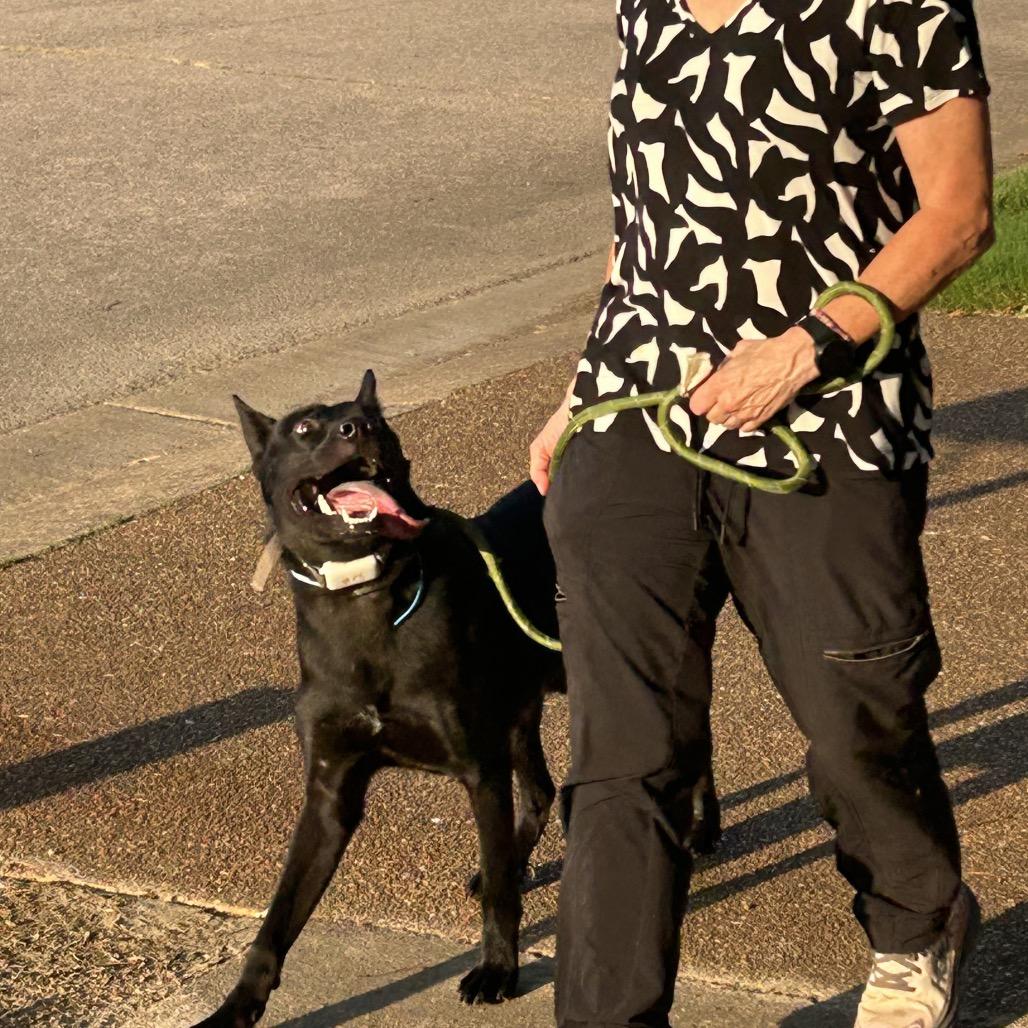 Jet, Adoptable, Young Male Australian Cattle Dog / Blue Heeler & German Shepherd Dog.