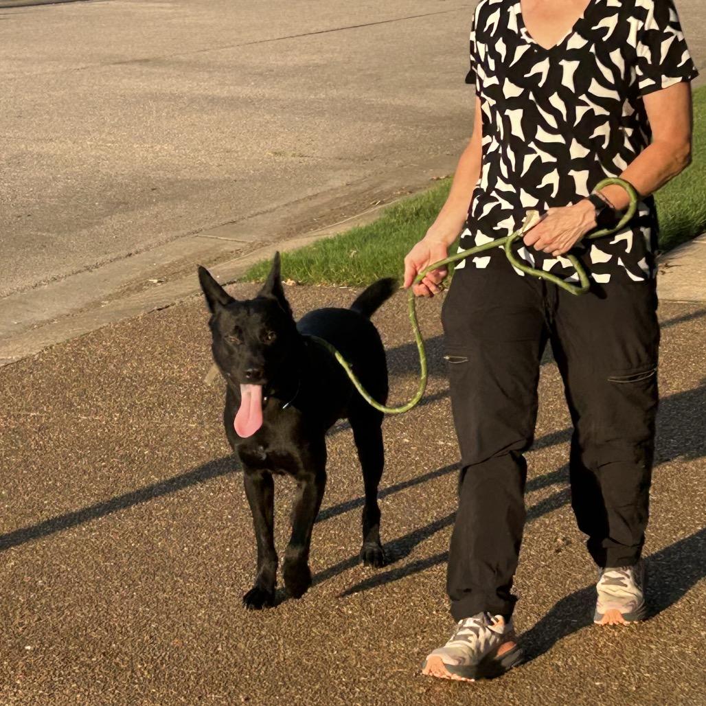 Jet, Adoptable, Young Male Australian Cattle Dog / Blue Heeler & German Shepherd Dog.