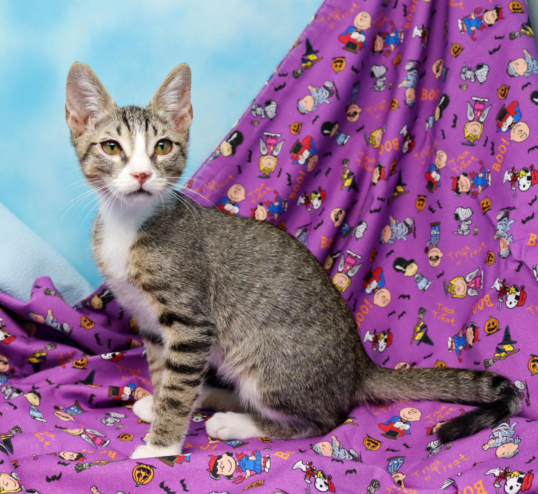 Enlarge Dennis the Menace, a Adoptable Domestic Short Hair in Tierra Verde, FL image 3/3