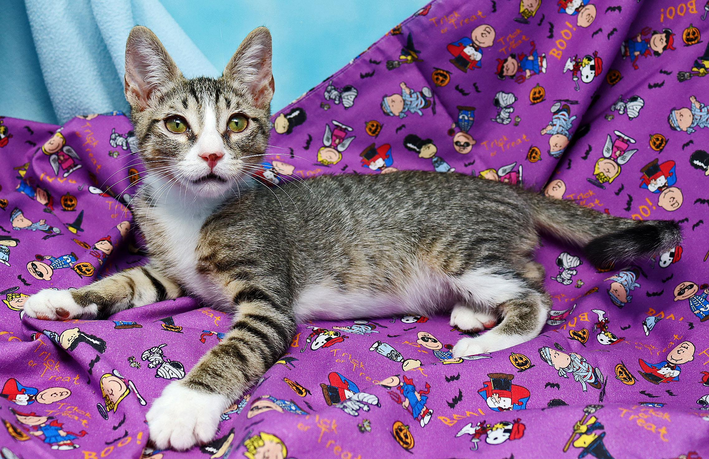 Enlarge Dennis the Menace, a Adoptable Domestic Short Hair in Tierra Verde, FL image 2/3