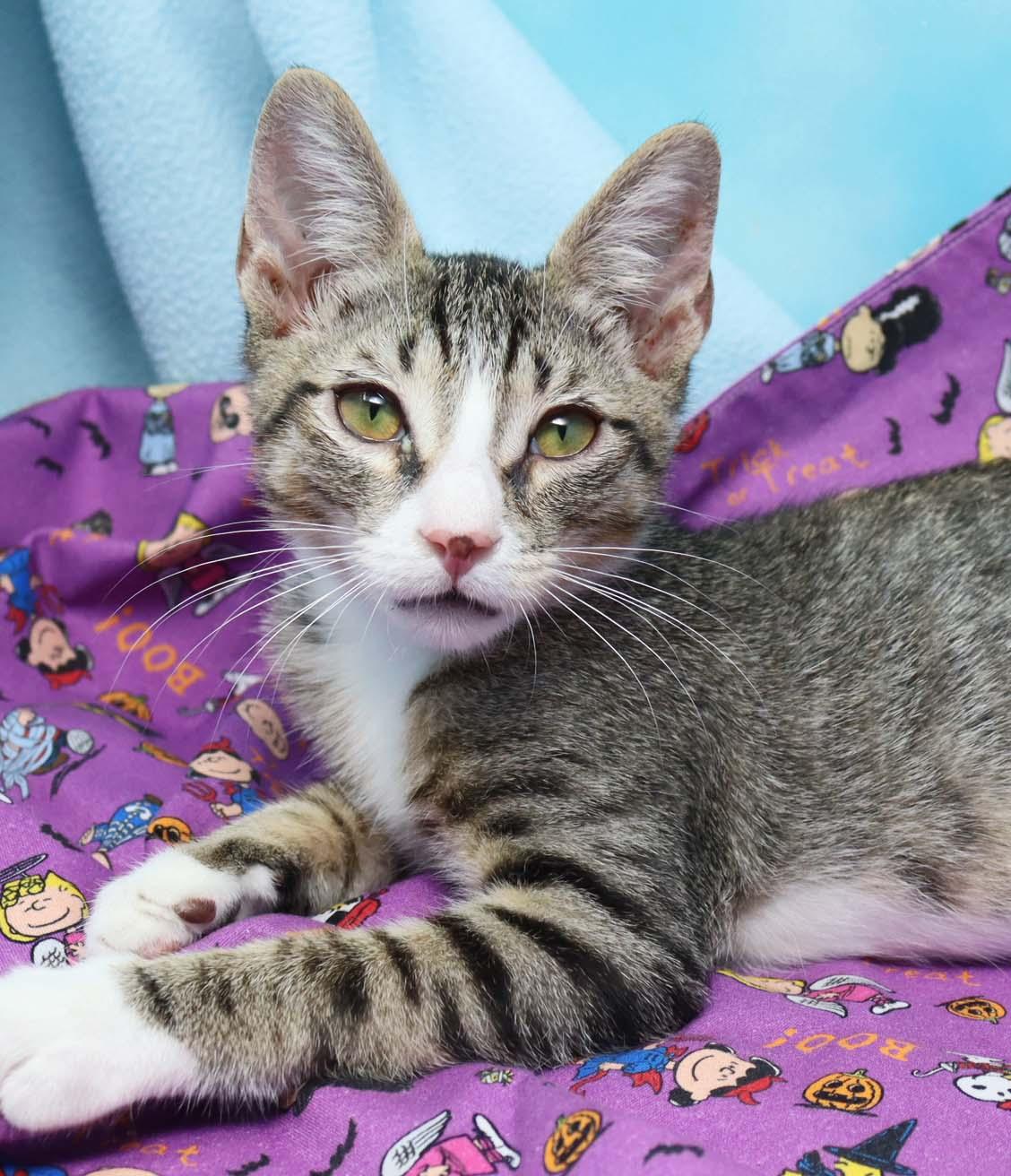 Enlarge Dennis the Menace, a Adoptable Domestic Short Hair in Tierra Verde, FL image 1/3