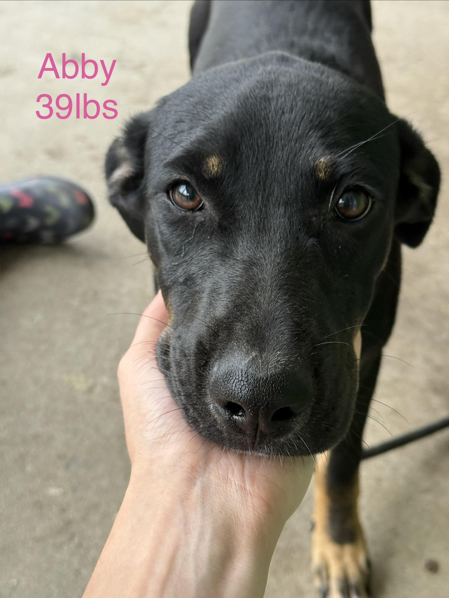 Abby, Adoptable, Puppy Female Treeing Walker Coonhound.