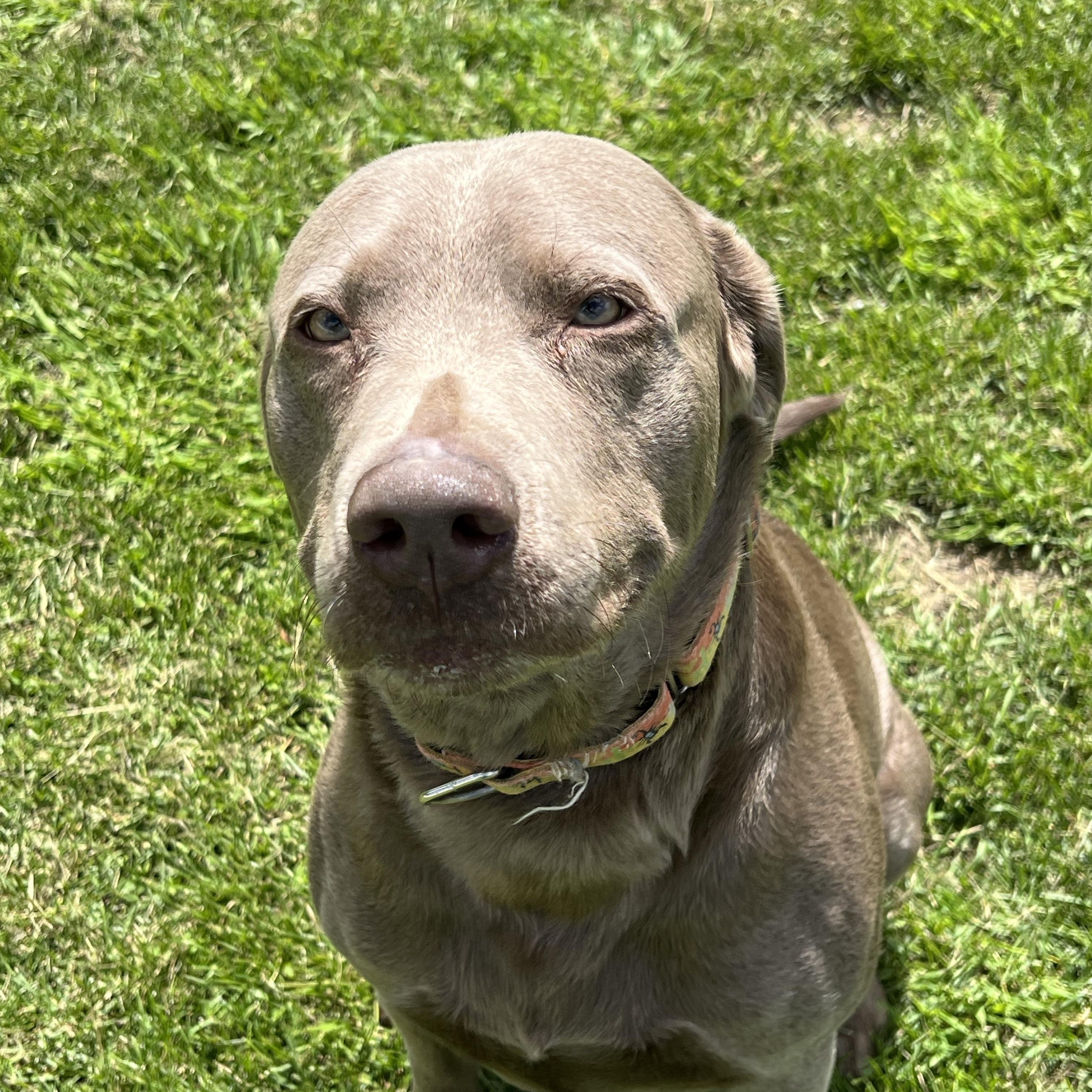 Enlarge Granite, a Adopted Labrador Retriever in Eaton Rapids, MI image 5/5