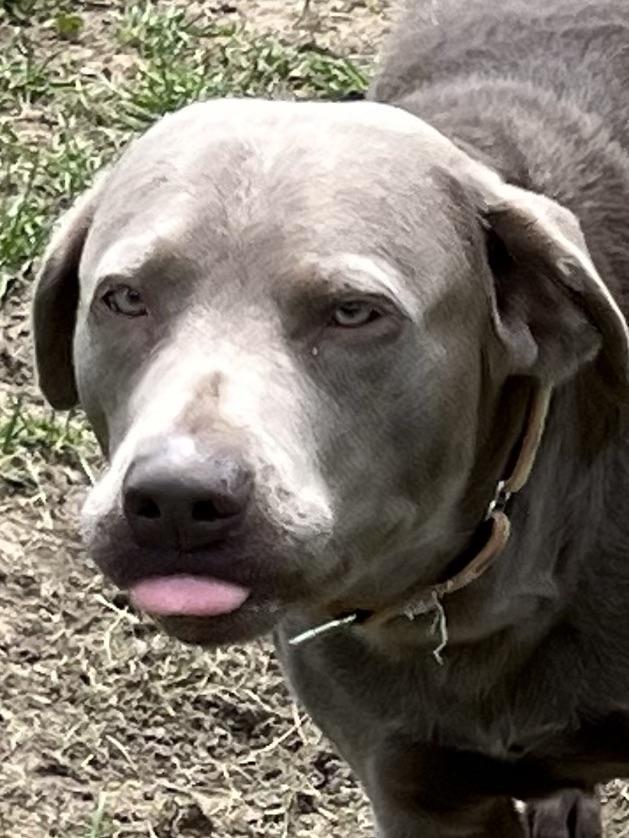 Granite, Adopted, Adult Male Labrador Retriever.