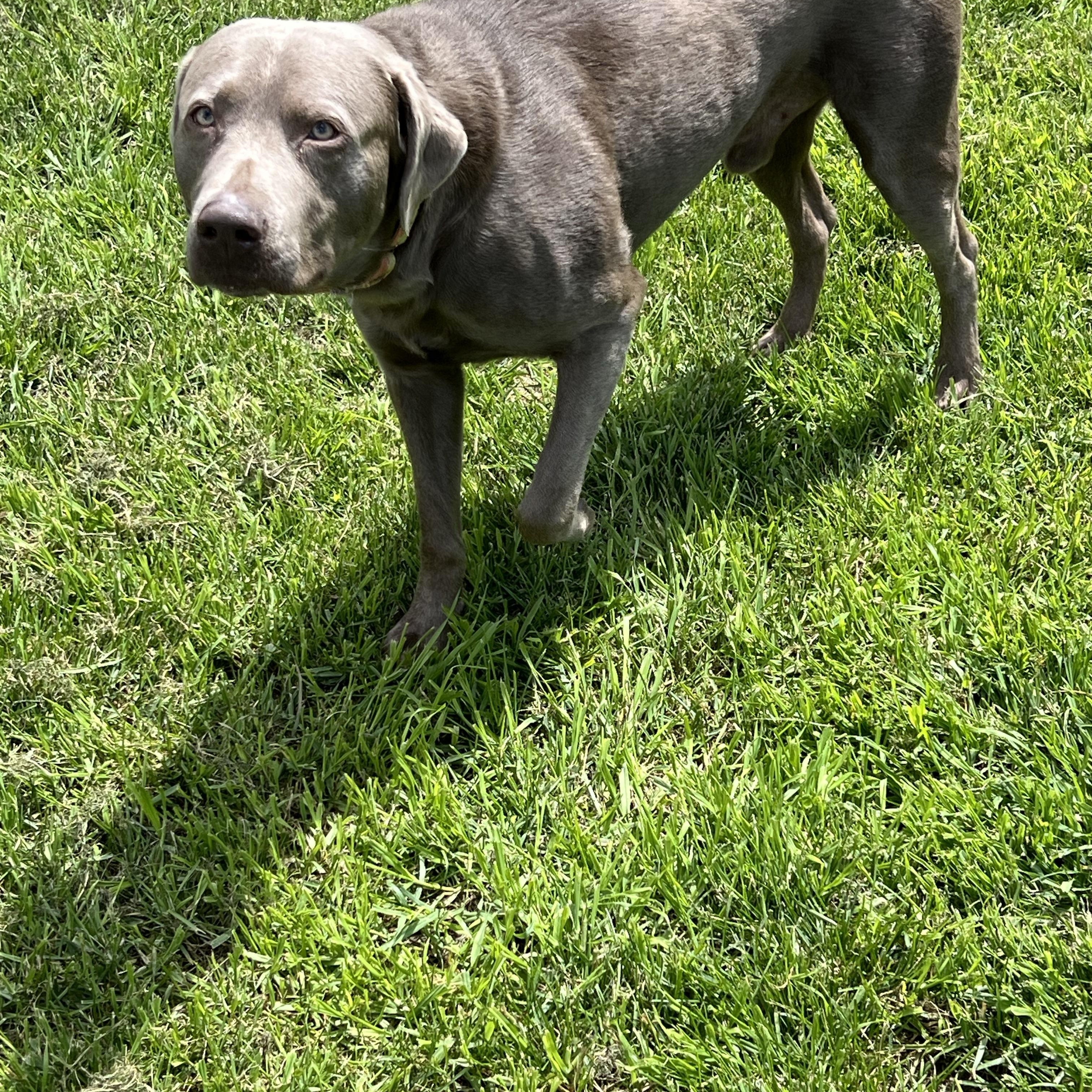 Enlarge Granite, a Adopted Labrador Retriever in Eaton Rapids, MI image 4/5