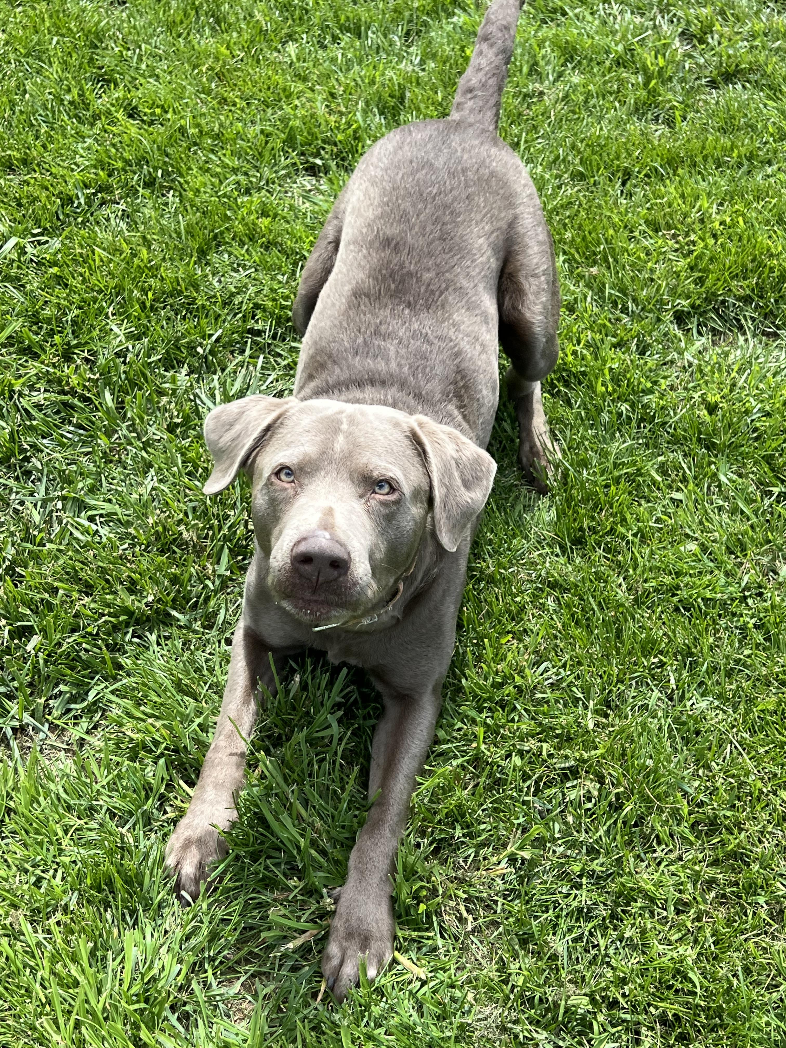 Enlarge Granite, a Adopted Labrador Retriever in Eaton Rapids, MI image 2/5