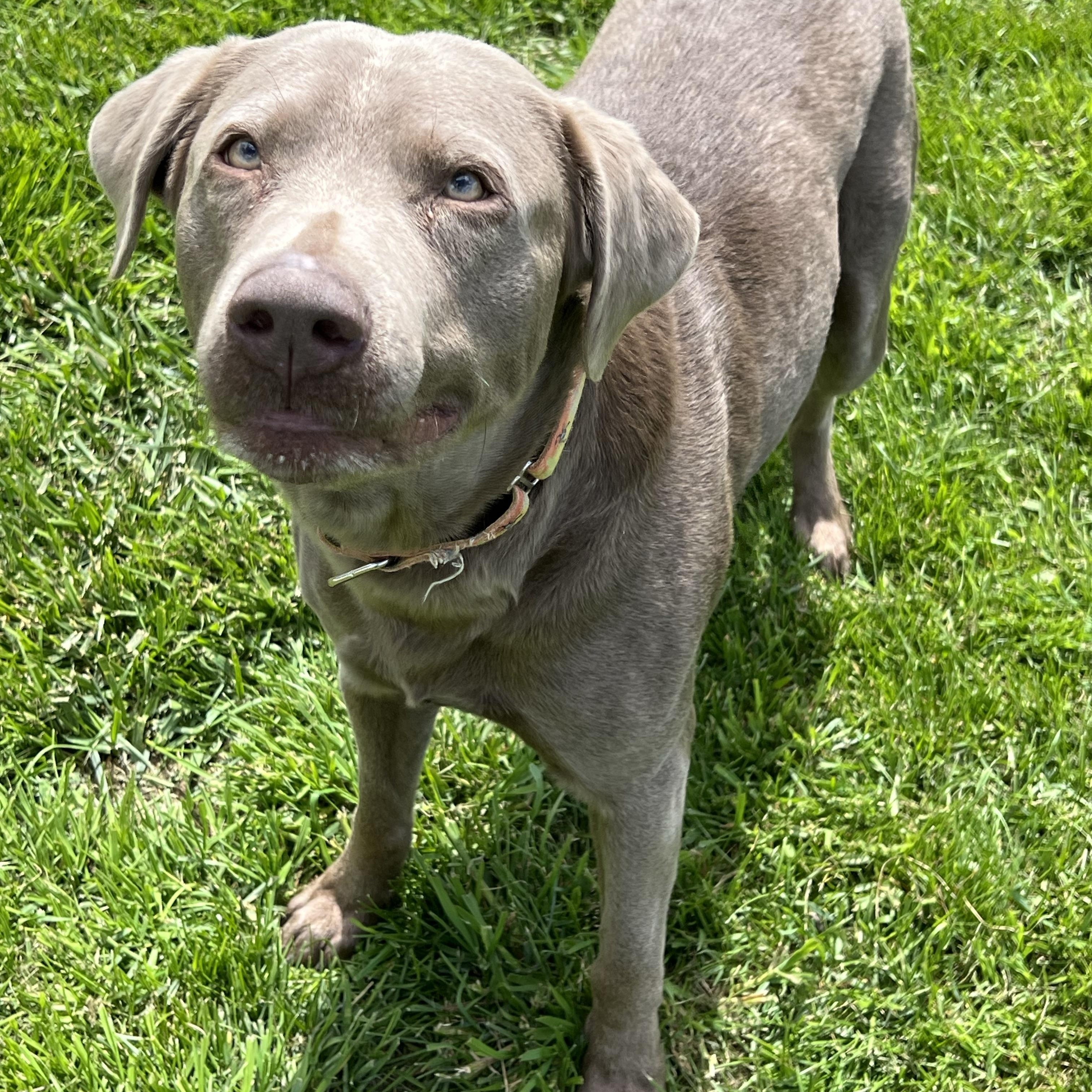 Granite, Adopted, Adult Male Labrador Retriever.