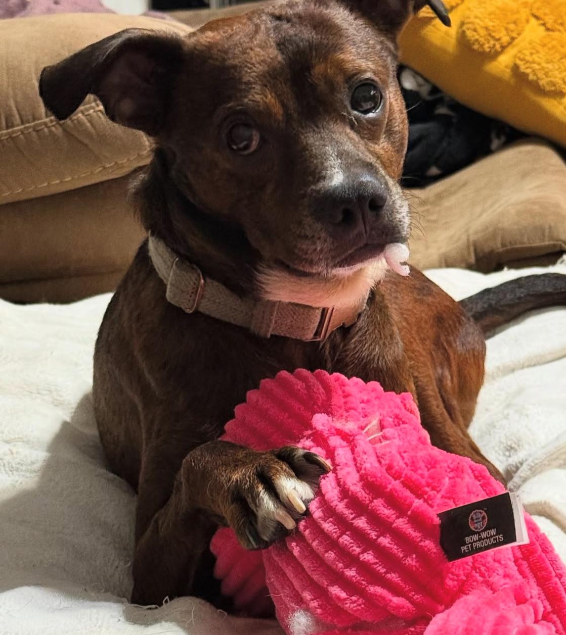 Emmett, a Adoptable Mixed Breed in Mount Pleasant, SC image 3/4
