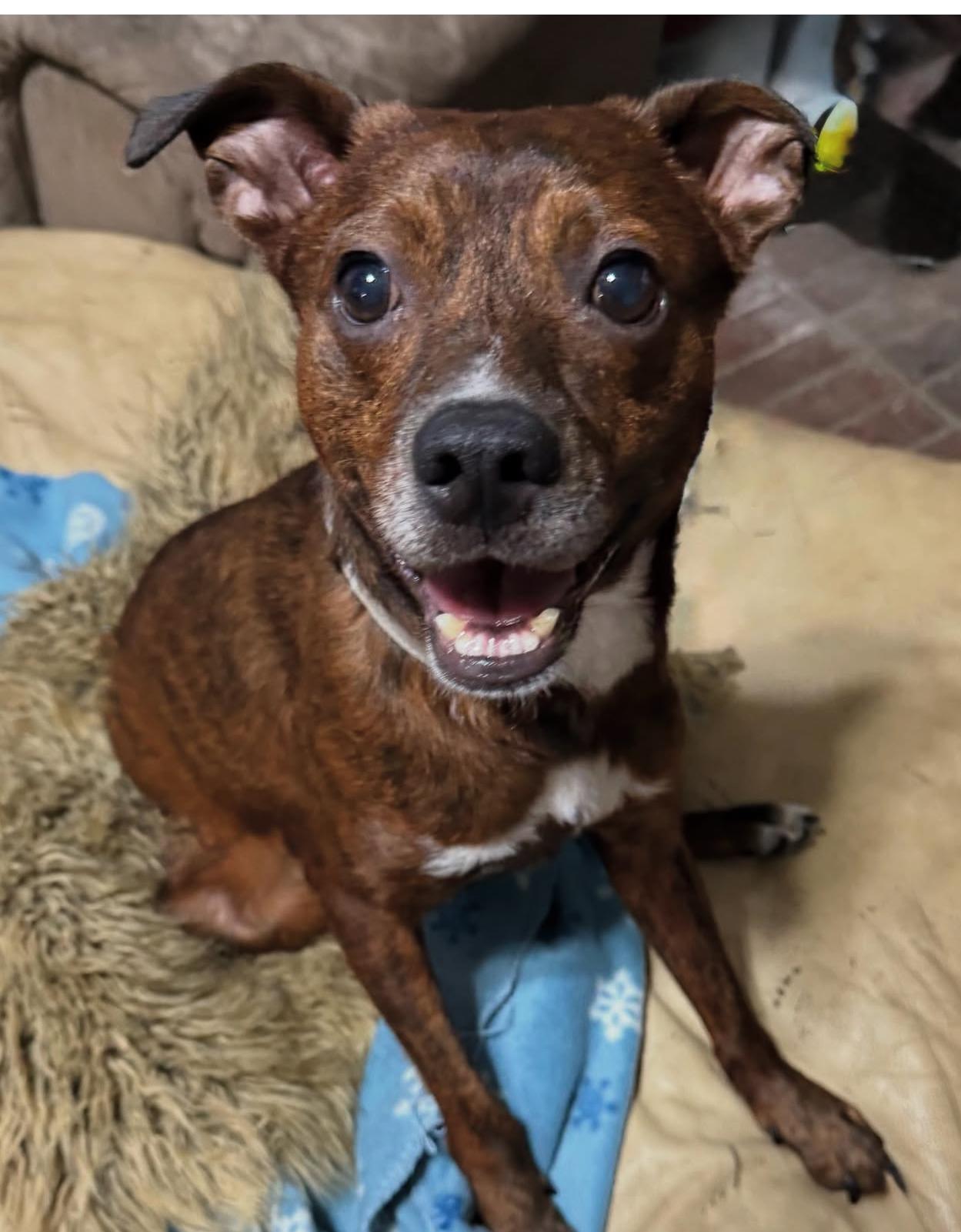 Emmett, a Adoptable Mixed Breed in Mount Pleasant, SC image 4/4