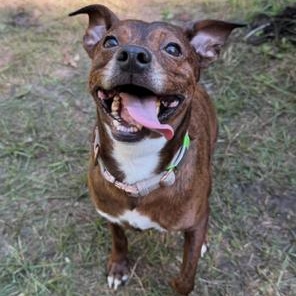 Emmett, a Adoptable Mixed Breed in Mount Pleasant, SC image 1/4