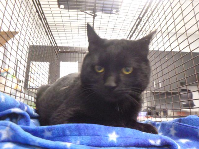 DENZEL WASHINGTON, Adoptable, Young Male Domestic Short Hair.