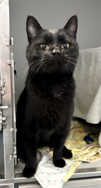 DENZEL WASHINGTON, Adoptable, Young Male Domestic Short Hair.
