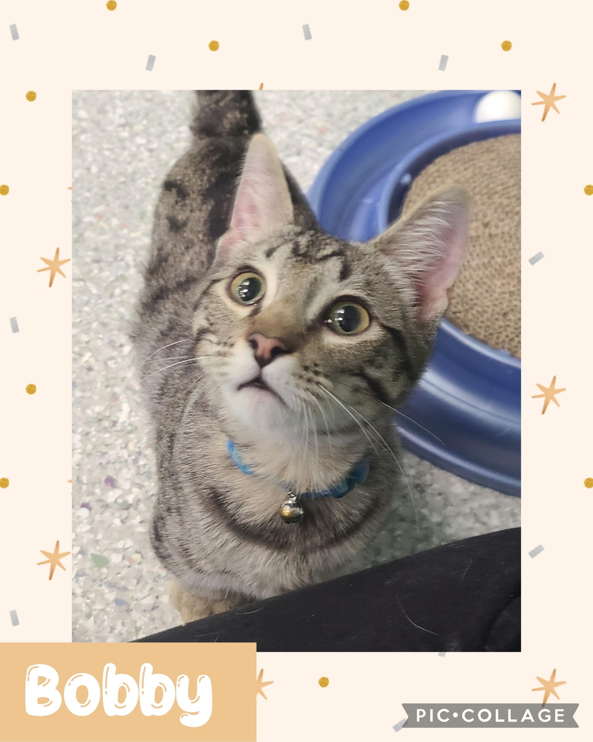 Enlarge Bobby, a ADOPTABLE mixed breed in Iron River, MI image 1/1