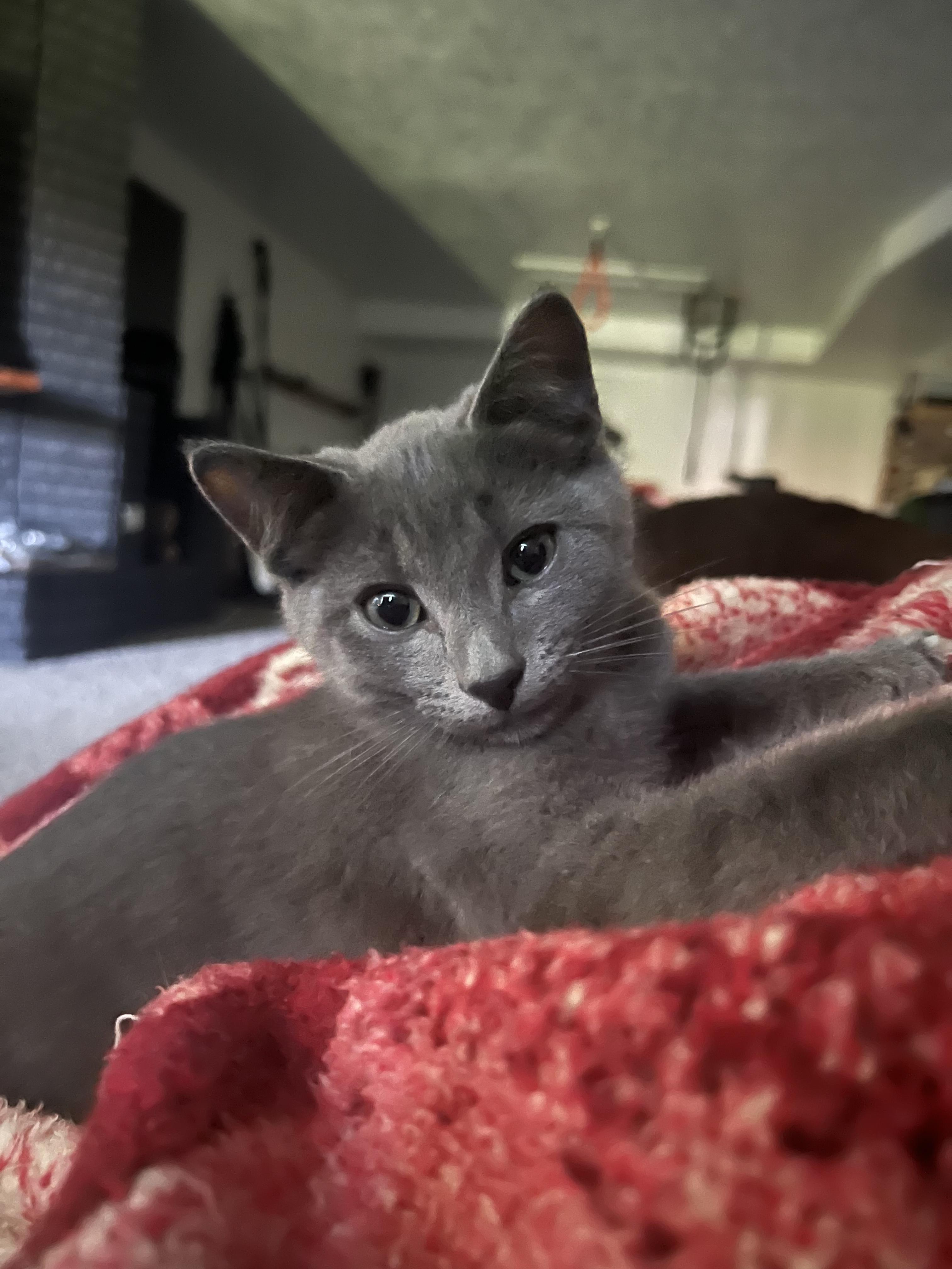 Enlarge Jafer & Gina, a Adopted Domestic Short Hair in Millville, UT image 2/3
