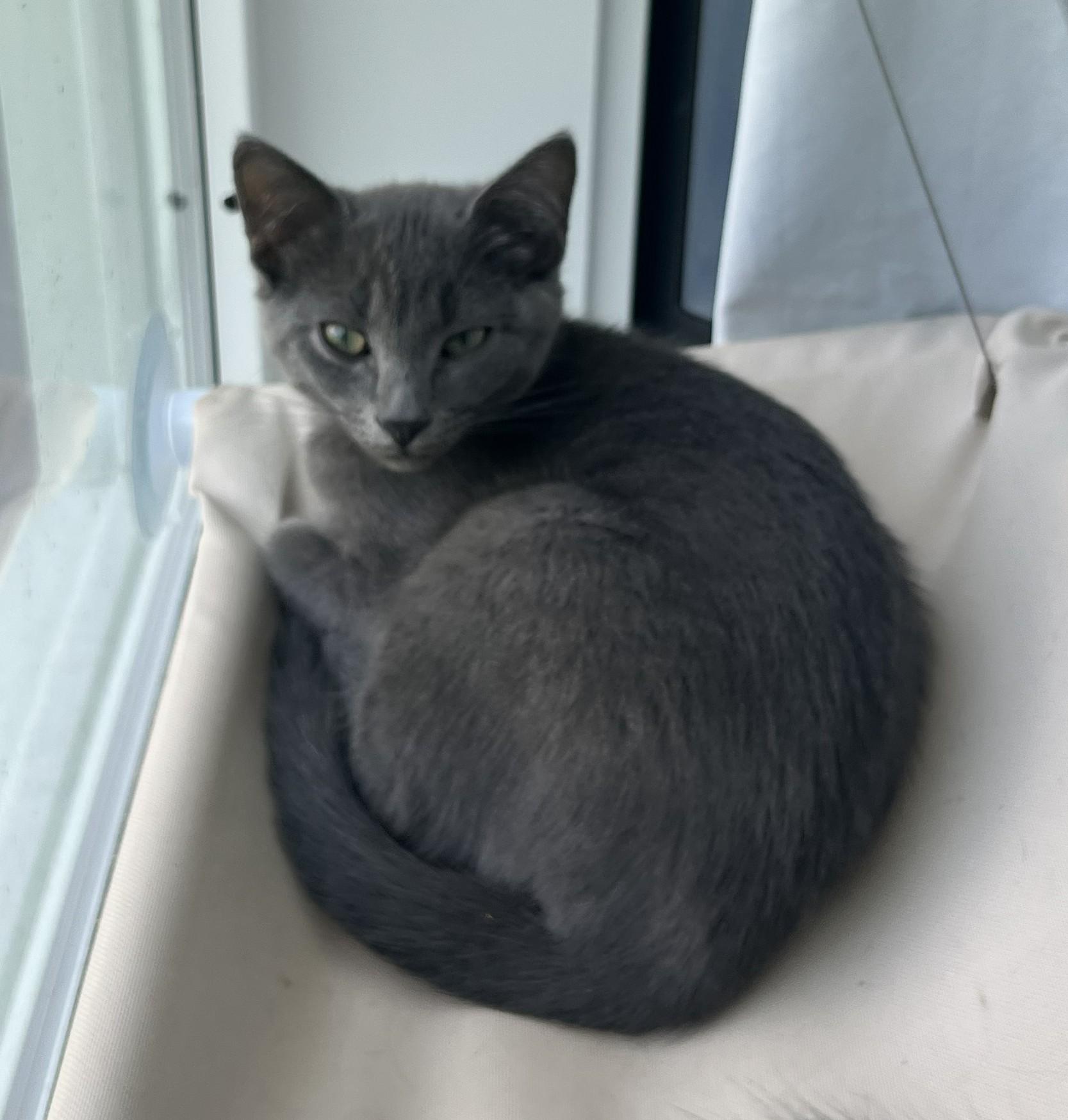 Enlarge Jafer & Gina, a Adopted Domestic Short Hair in Millville, UT image 3/3