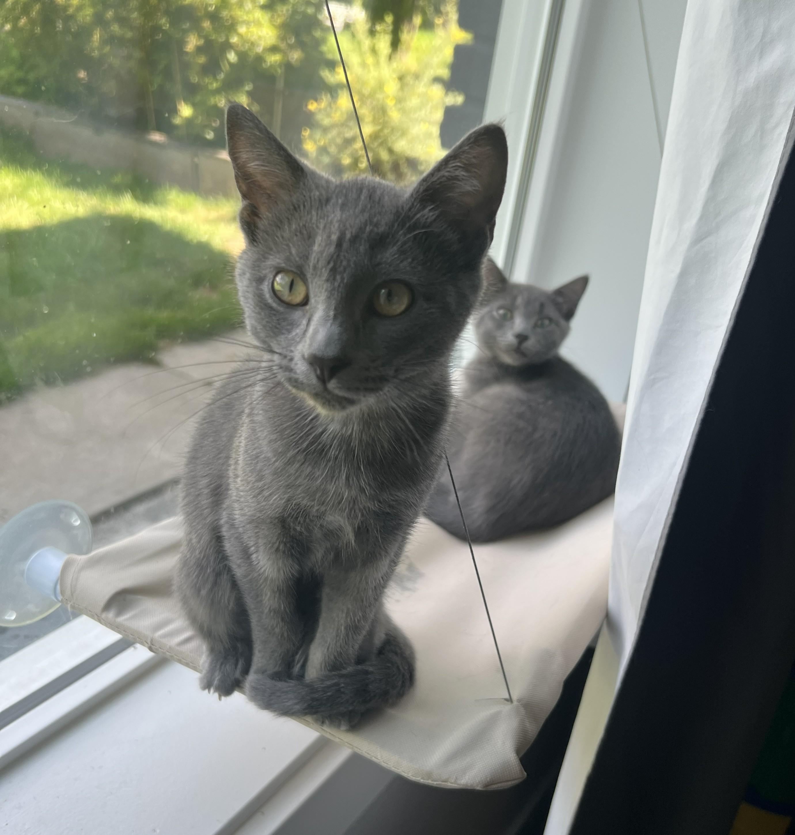 Jafer & Gina, Adopted, Kitten Male Domestic Short Hair.