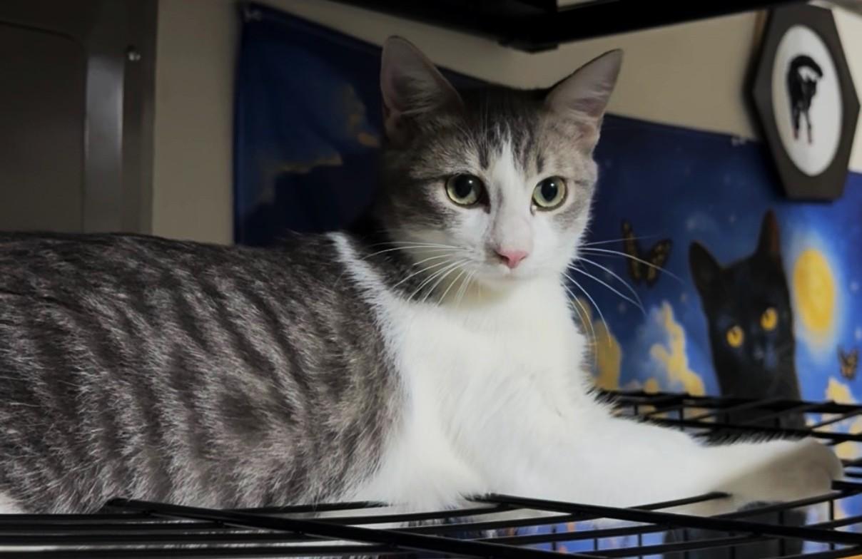 Antonio (LR), Adopted, Young Male American Shorthair.