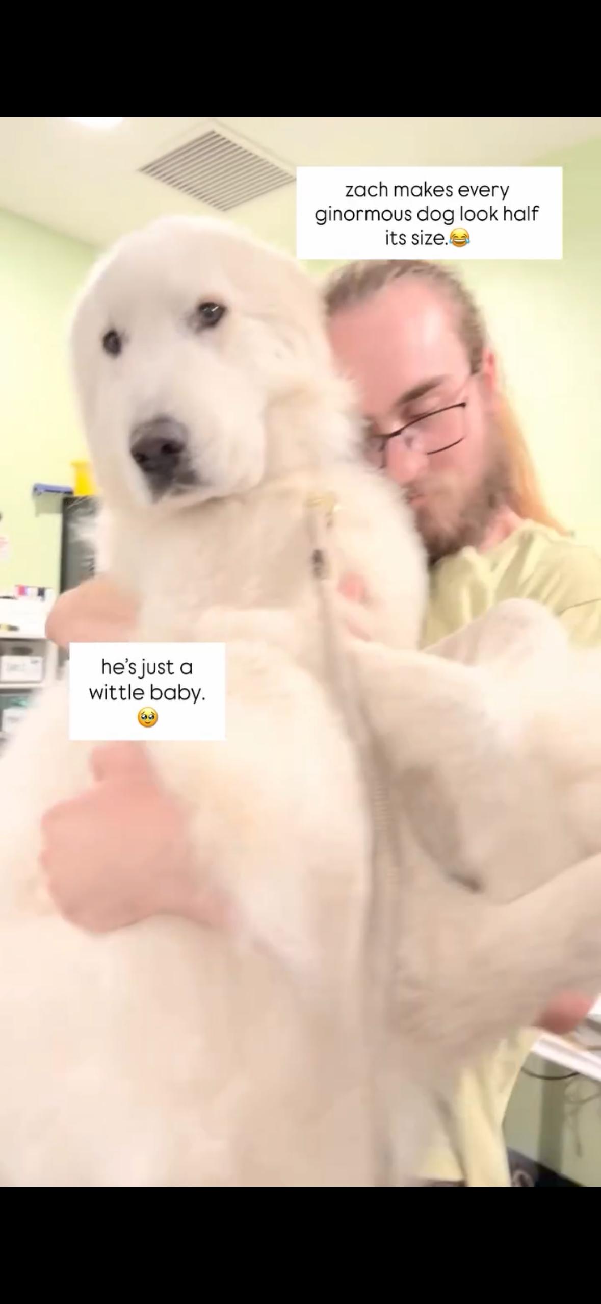 Enlarge Lobo, a ADOPTABLE Great Pyrenees in Rancho Santa Margarita, CA image 3/4