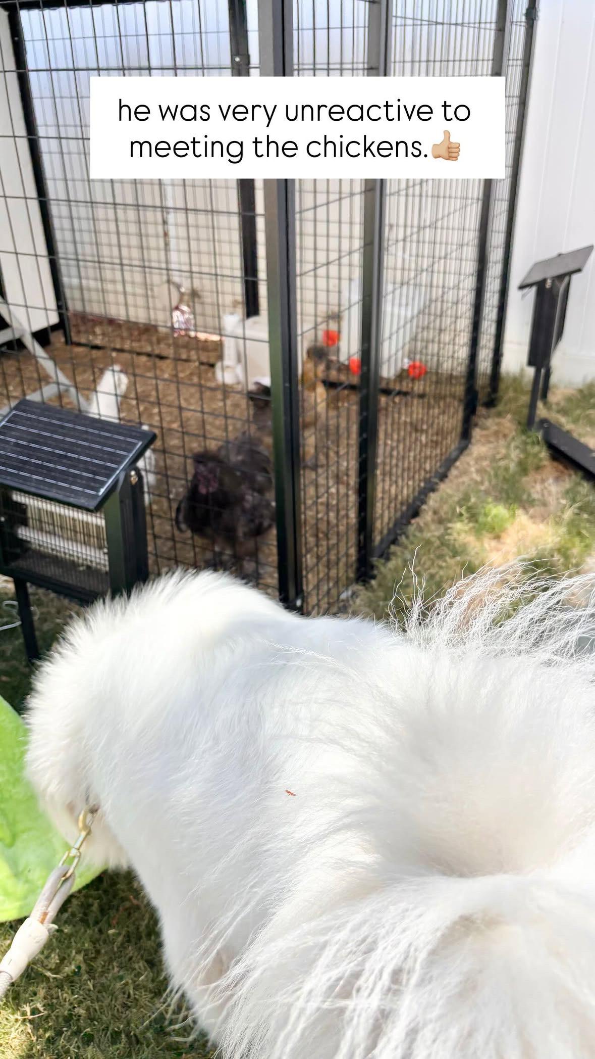 Enlarge Lobo, a ADOPTABLE Great Pyrenees in Rancho Santa Margarita, CA image 4/4