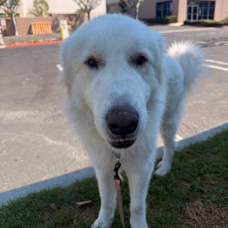 Enlarge Lobo, a Adoptable Great Pyrenees in Rancho Santa Margarita, CA image 2/6