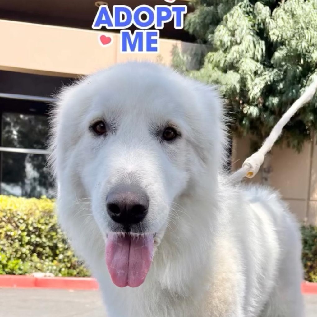 Enlarge Lobo, a ADOPTABLE Great Pyrenees in Rancho Santa Margarita, CA image 2/4