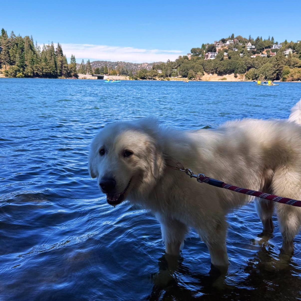Enlarge Lobo, a Adoptable Great Pyrenees in Rancho Santa Margarita, CA image 3/6