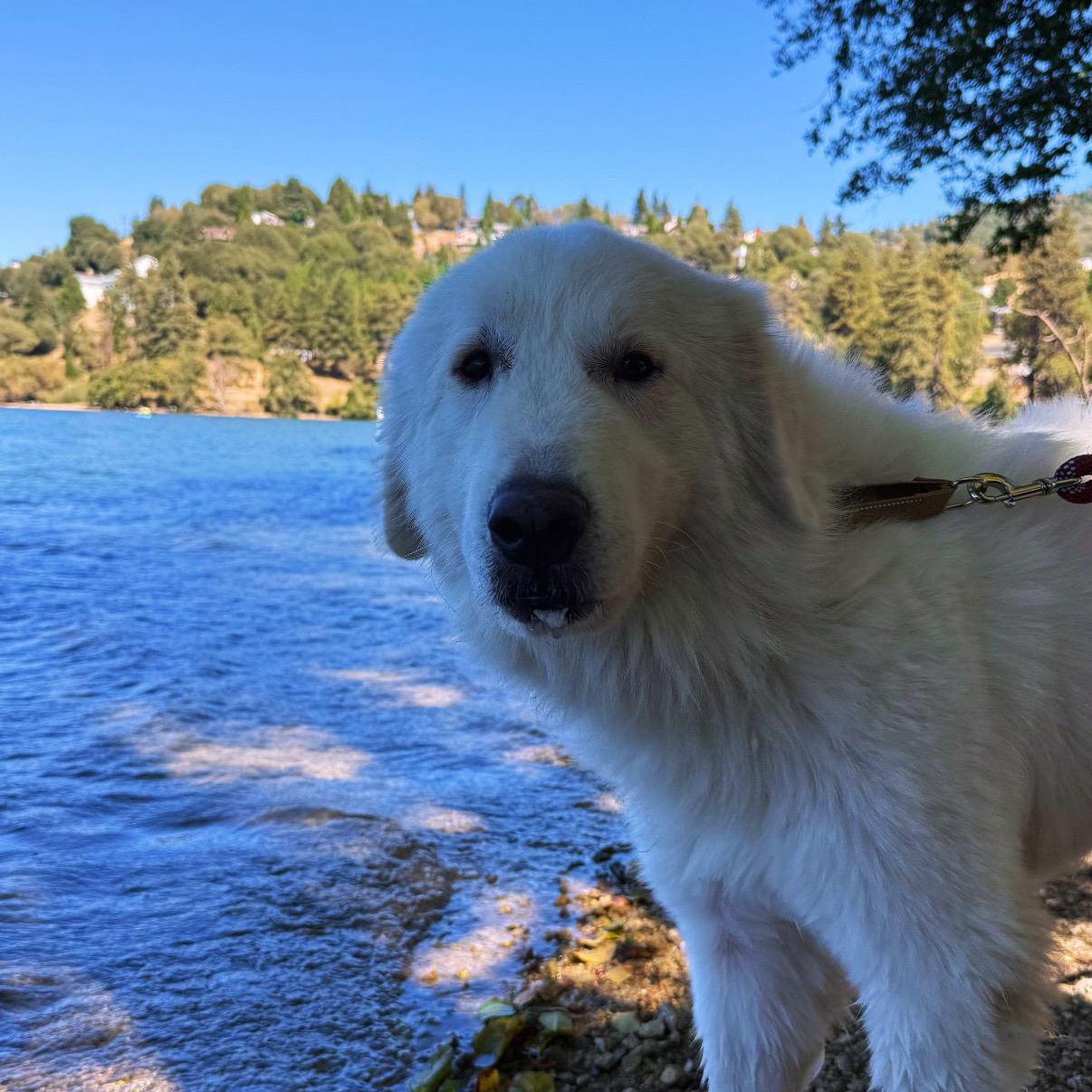 Enlarge Lobo, a Adoptable Great Pyrenees in Rancho Santa Margarita, CA image 1/6